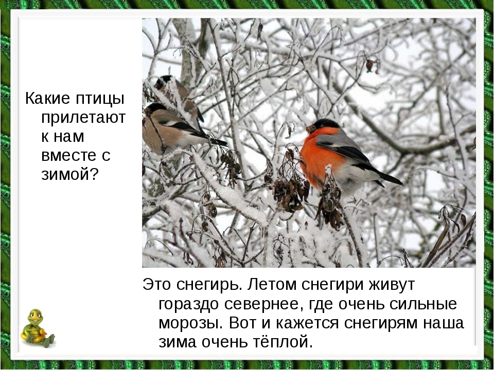 Летом в лесах средней полосы снегирей не увидишь гнездятся они в лесах северных схема