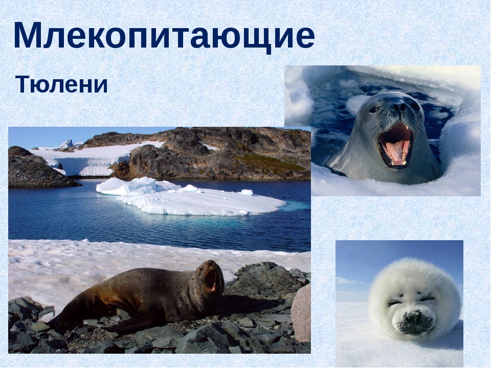Сообщение о животных антарктиды. Млекопитающие Антарктиды. Животные которые обитают в Антарктиде. Тюлени Антарктиды. Животные Антарктиды презентация.
