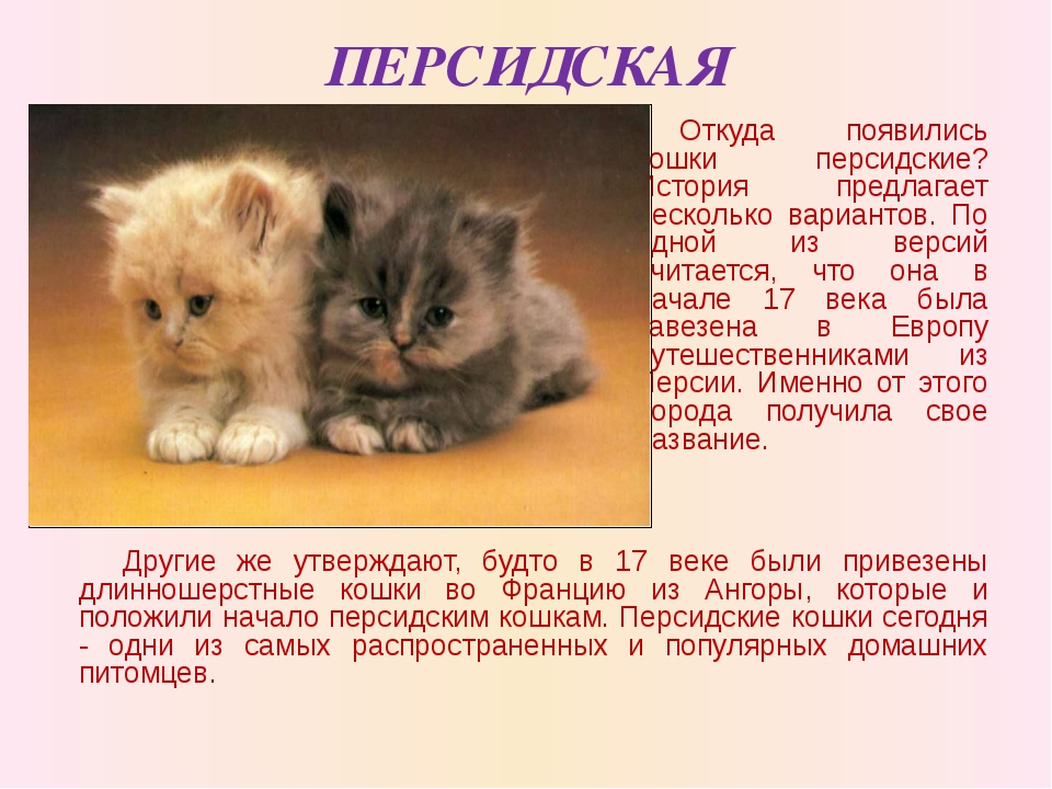 План описания кота