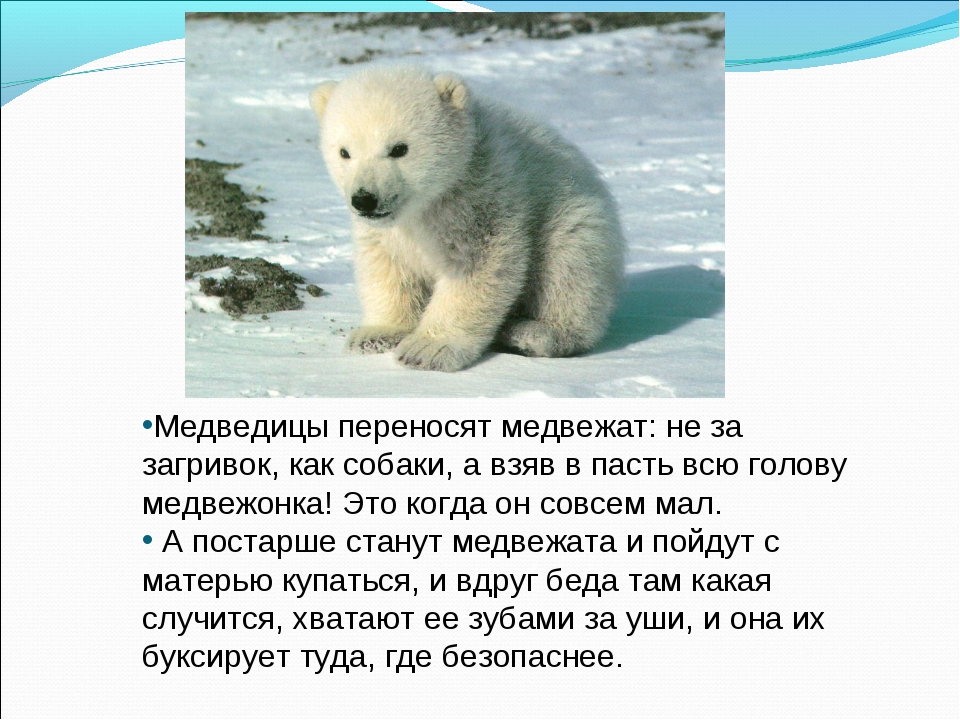 Рассказ про медведя 1 класс. Раксза о белом медведе. Сообщение о белом медведе. Рассказ о белом медведе. Доклад про белого медведя.