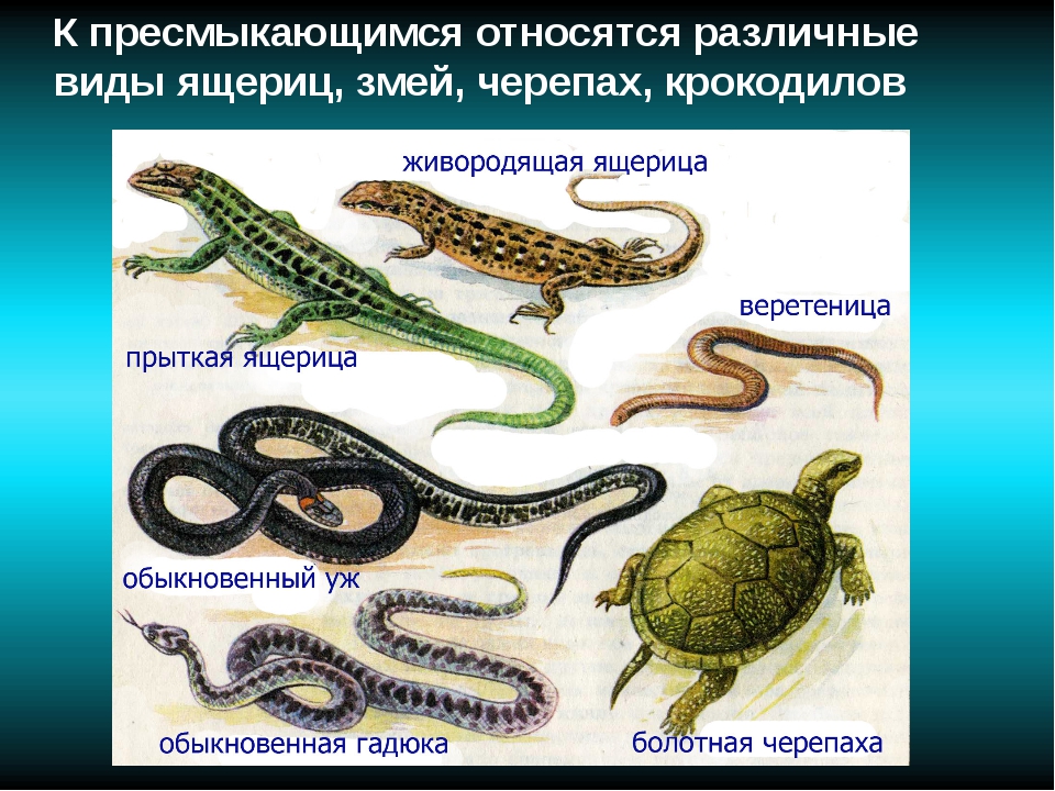 Чем ящерицы отличаются от змей. Пресмыкающиеся представители. Представители класса пресмыкающихся. Класс рептилии представители. Пресмыкающиеся животные примеры.