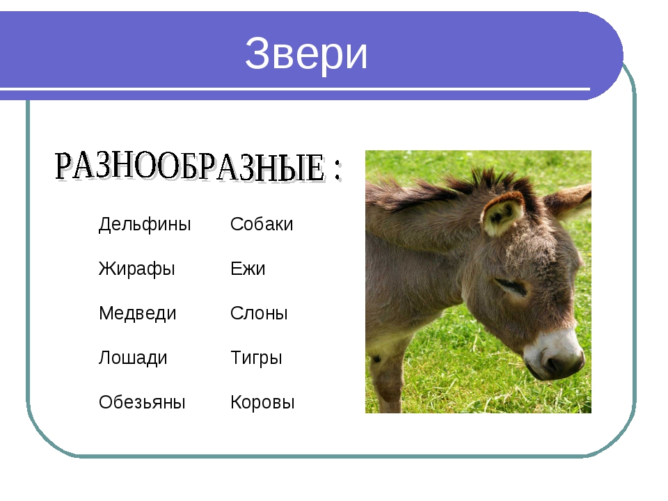 2007 какого животного. Переносные названия животных. Название программ про животных. Какие бывают звери. 1999 Какое животное.