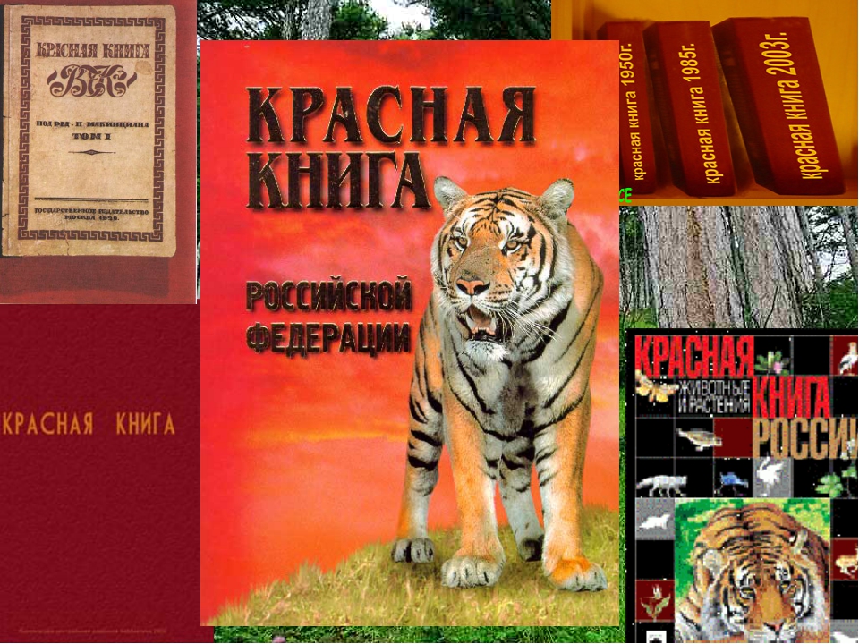 Книга описание животных. Энциклопедия красная книга. Пазл животные красной книги. Животные красной книги аргентинской. Как выглядит красная книга России фото внутри и снаружи.