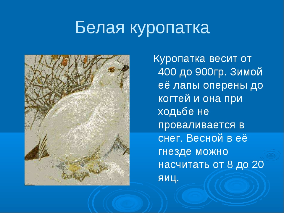 На рисунке изображена самка белой куропатки в разные сезоны года какое общее свойство