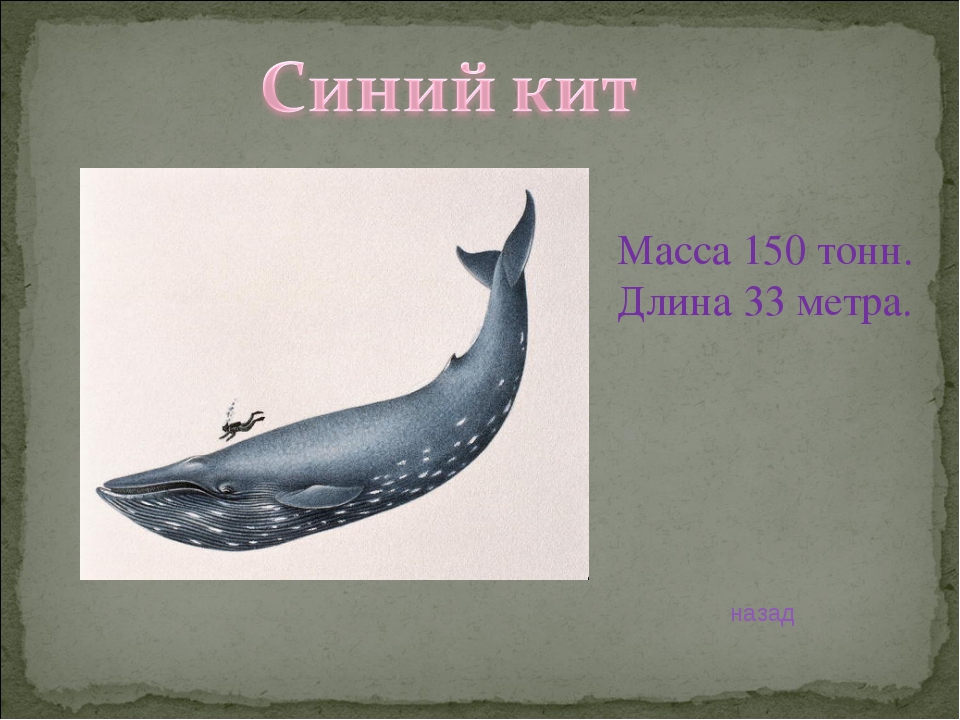 Масса синего кита. Синий кит ≈ 150 тонн. Масса кита. Масса кита 150 тонн. Синий кит вес 150 тонн.