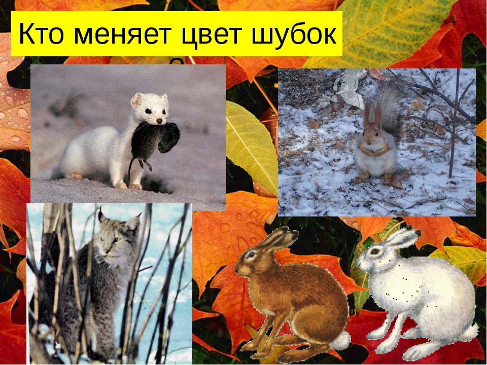 Изменение окраски животных. Какие животные меняют окраску. Животные меняющие окраску. Кто меняет шубку на зиму. Животные что меняют окрас зимой.