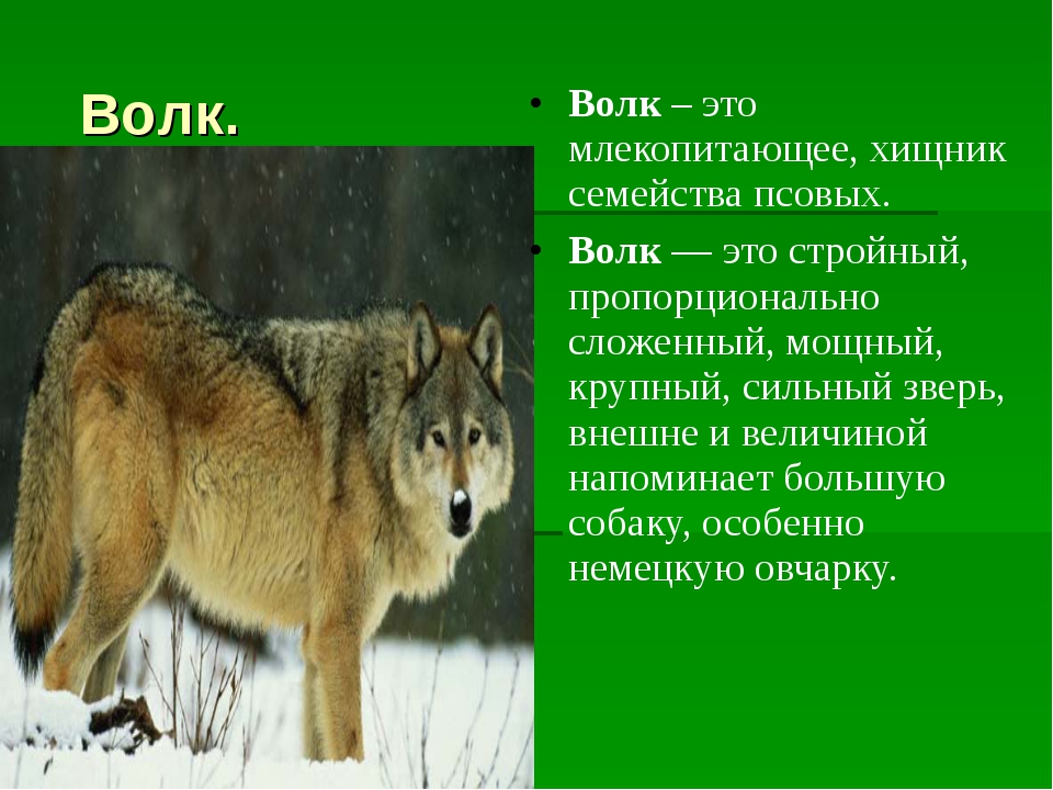 Вид животных 3 класс окружающий. Описание волка для 3 класса. Характеристика волка. Волк описание животного. Доклад про волка.