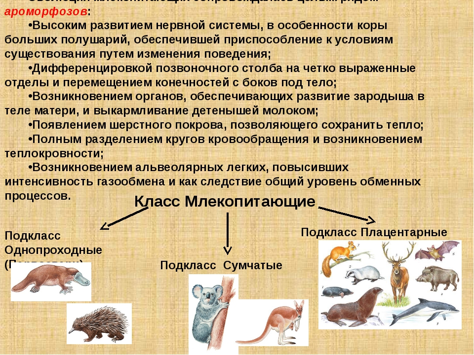 Млекопитающий. Класс млекопитающие. Ароморфозы млекопитающих. Класс млекопитающие звери. Эволюция млекопитающих.