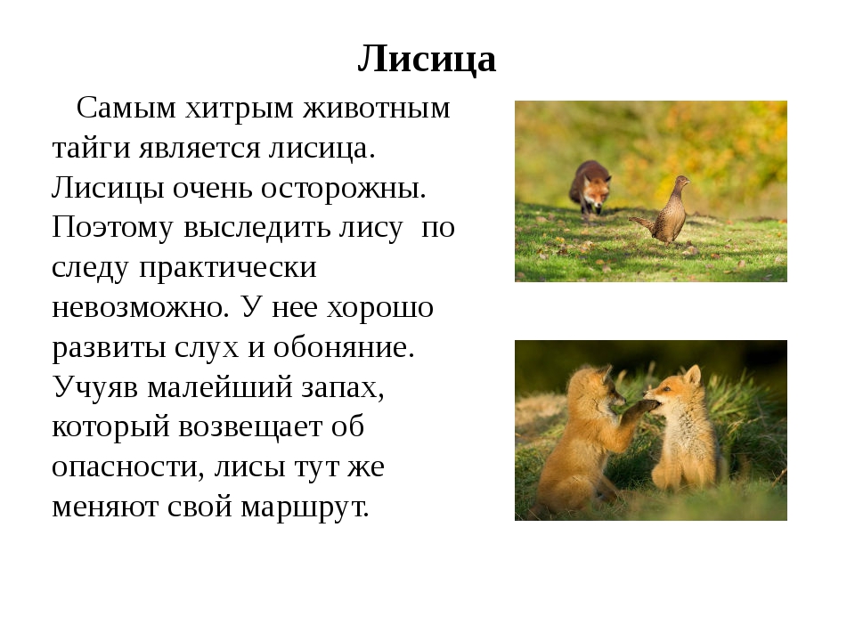 Текст про дика. Текст про животных. Сочинение описание лиса. Рассказ про лису 2 класс. Небольшой текст про животных.