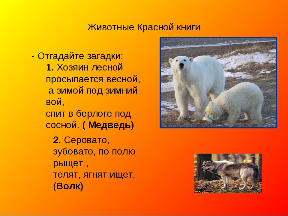 Животные красной книги россии фото и описание для детей 4 класса