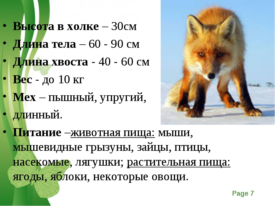Сколько лет живут лисы. Размер лисы. Длина тела лисы. Вес лисы. Рост и вес лисы.