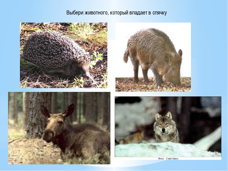 Кто впадает в спячку зимой. Животные не впадающие в спячку зимой. Животные которые ложатся в спячку. Дикие животные впадающие в спячку. Животные леса которые впадают в спячку.