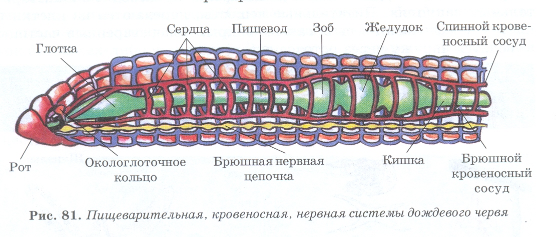 Крокодил спинной мозг дождевой червь. Нервная система дождевых червей. Схема строения нервной системы кольчатого червя. Кольчатые черви строение нервной системы. Рис нервная система дождевого червя.