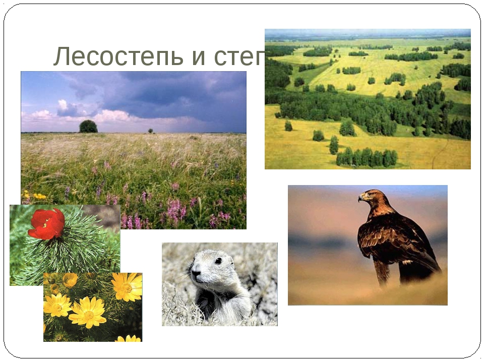 Лесостепи евразии. Растительность лесостепи в России. Лесостепи и степи растения. Лесостепи и степи Евразии растения.