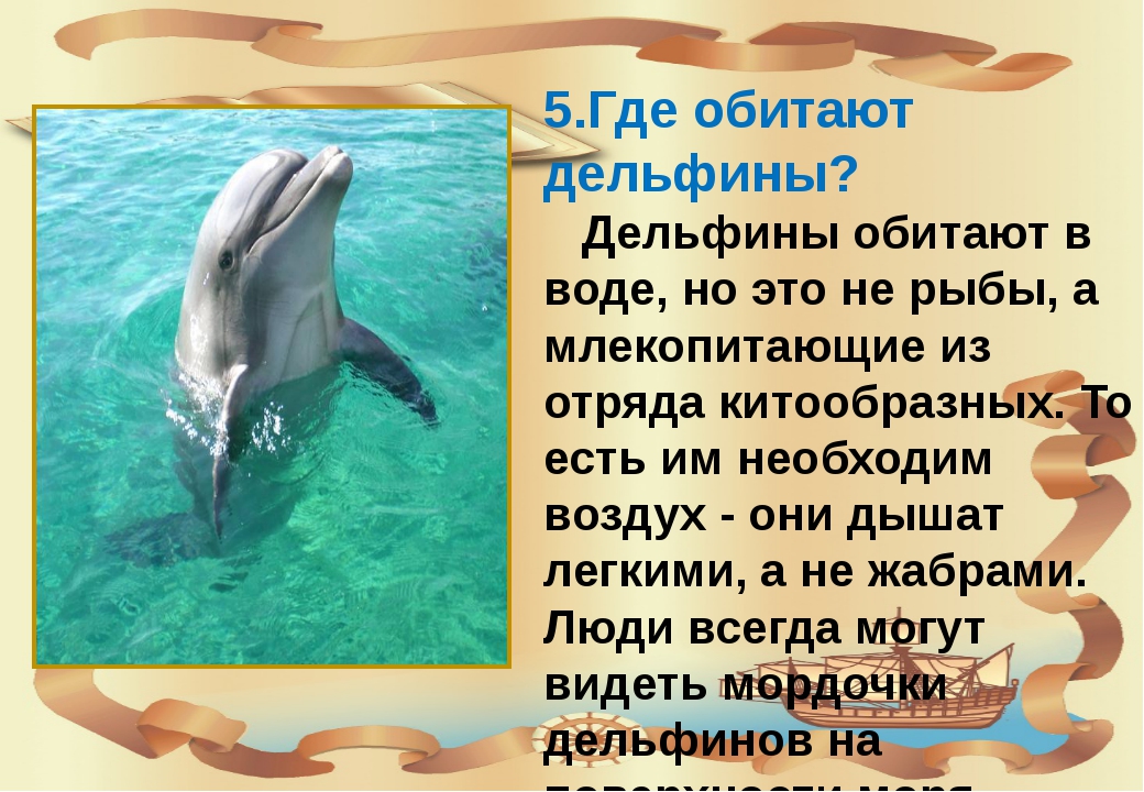 Дельфин живет в воде. Доклад про дельфинов. Сообщение о дельфине. Рассказ о дельфинах. Дельфин рассказ для детей.