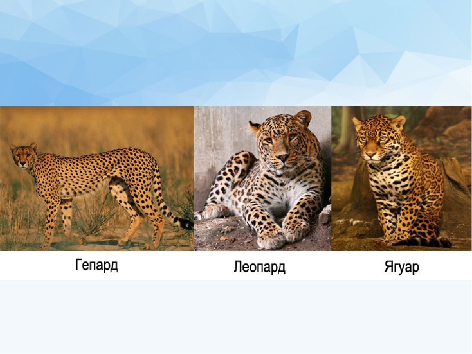Гепард и леопард. Ягуар леопард гепард отличия. Гепард леопард и Ягуар разница. Отличие гепарда от леопарда и ягуара. Гепард леопард Ягуар.