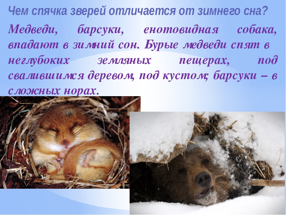 Зимняя спячка является явлением живой природы. Животные в спячке. Животные впадающие в спячку. Животные которые впадают в спячку зимой. Звери впадающие в спячку зимой.