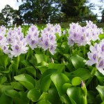 water hyacinth new jersey