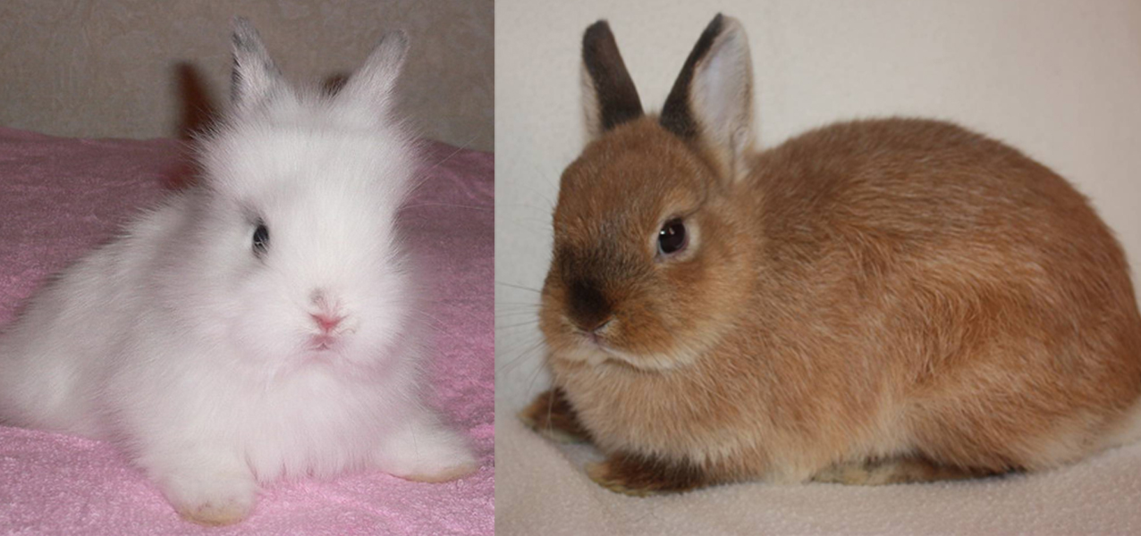 Карликовый кролик фото взрослого с пояснениями размеры