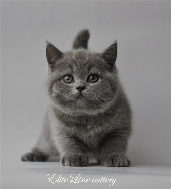 Кличка британца. Британская кошка. Имена для кошечек серого цвета. Красивые расцветки британцев. Имена для котов мальчиков серого цвета.