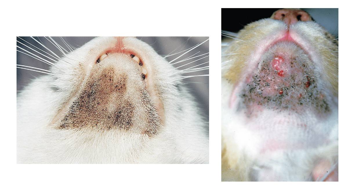 Фото болезни кожи у кошек