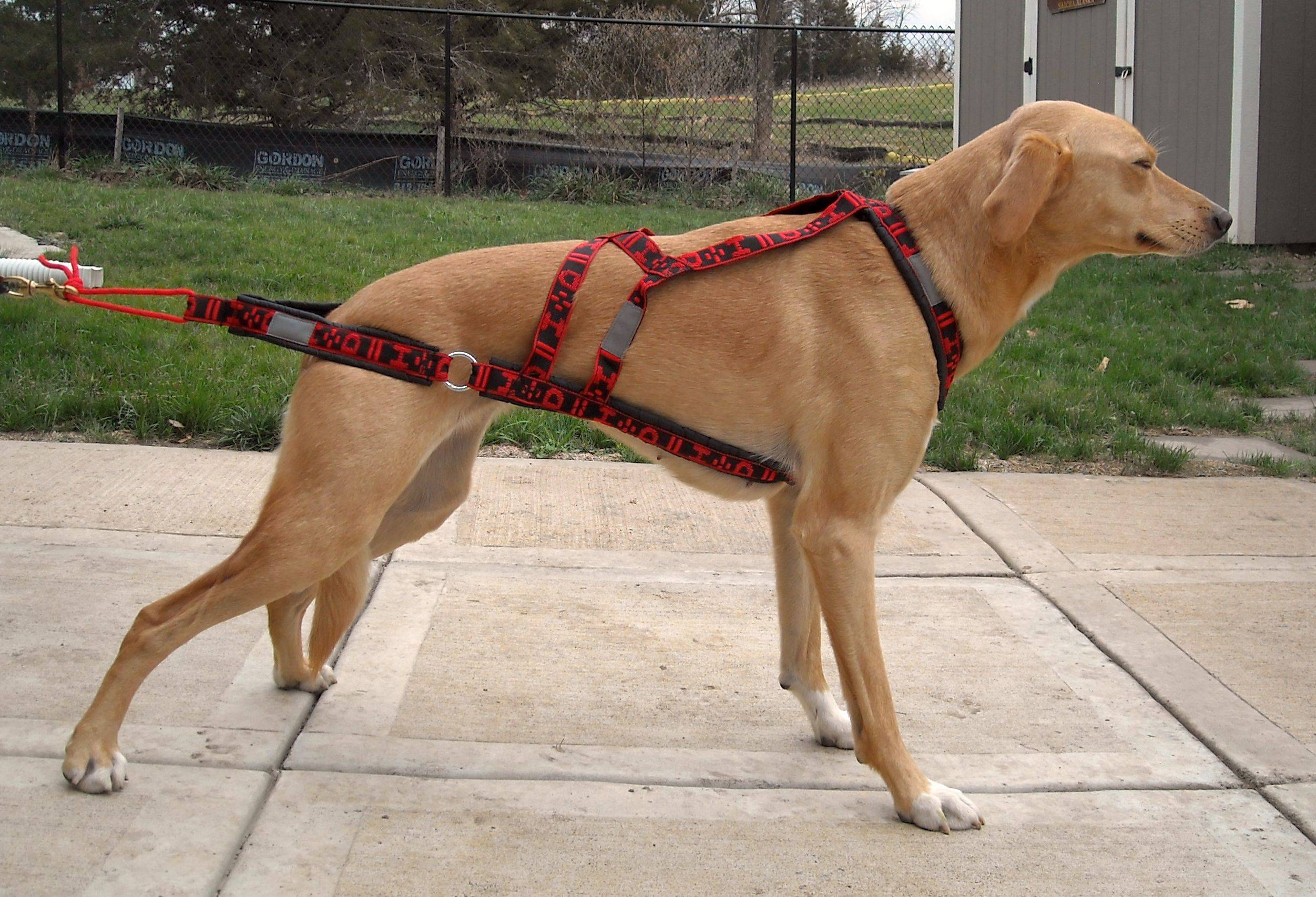 Шлейка порода собак. Шлейка для собак Refl Dog harness. Беговая шлея на собаке. Упряжь для собак. Шлейка ездовая для собак крупных пород.