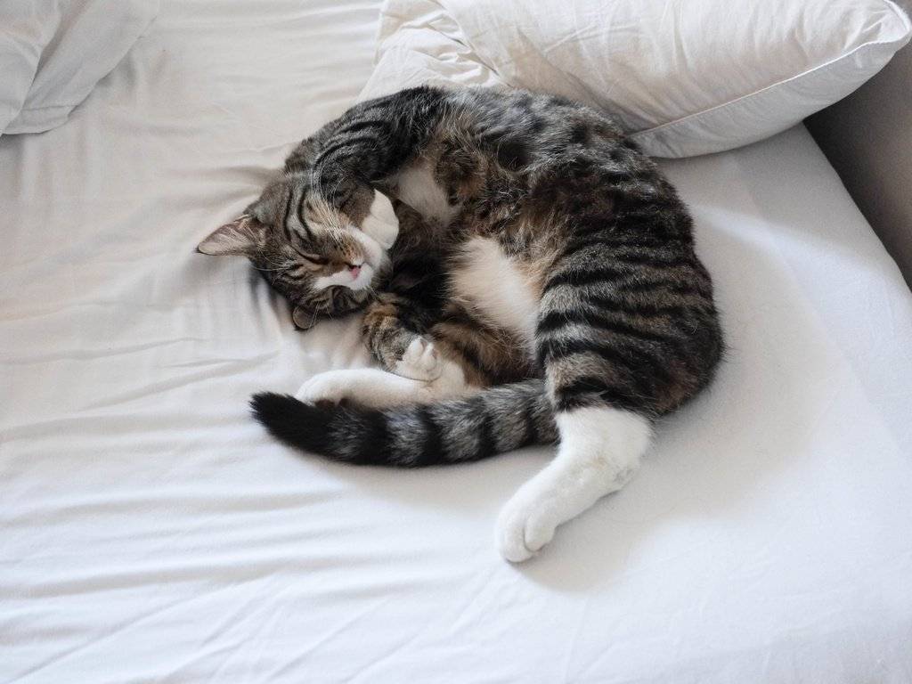 Кастрированный кот гадит на кровать