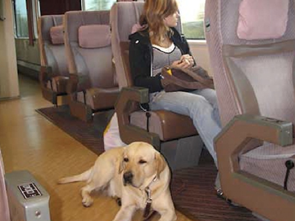 Как провезти собаку в поезде. Сапсан вагон для животных. Вагоны для пассажиров с животными. Сапсан места для животных. Пассажиры с животными.