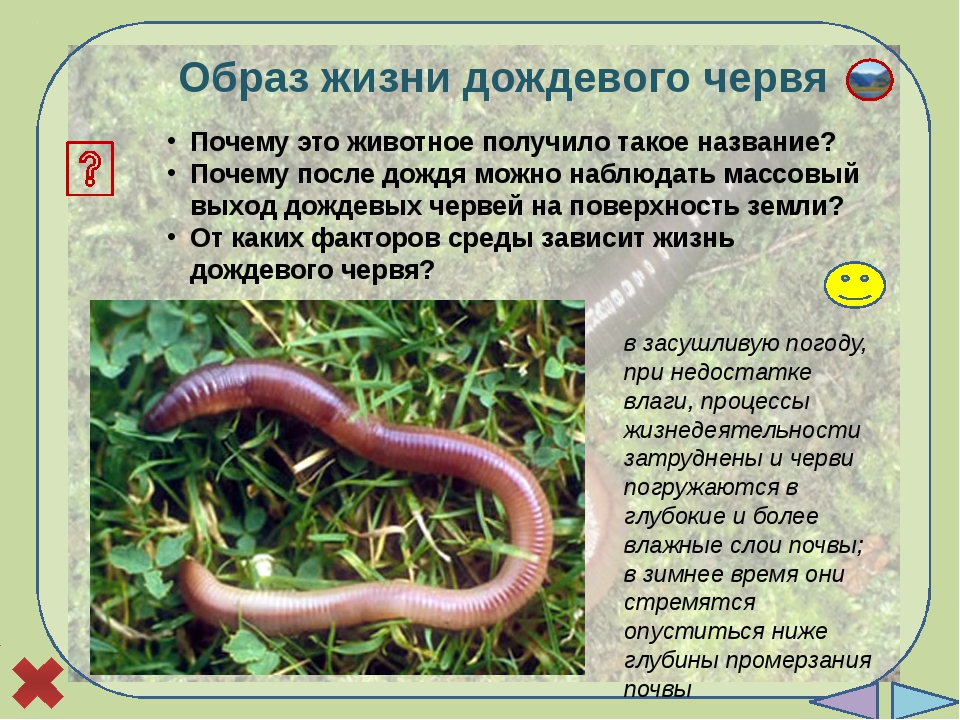 Образ червякова. Особенности жизнедеятельности дождевого червя. Характеристика земляного червя. Форма тела дождевого червя.