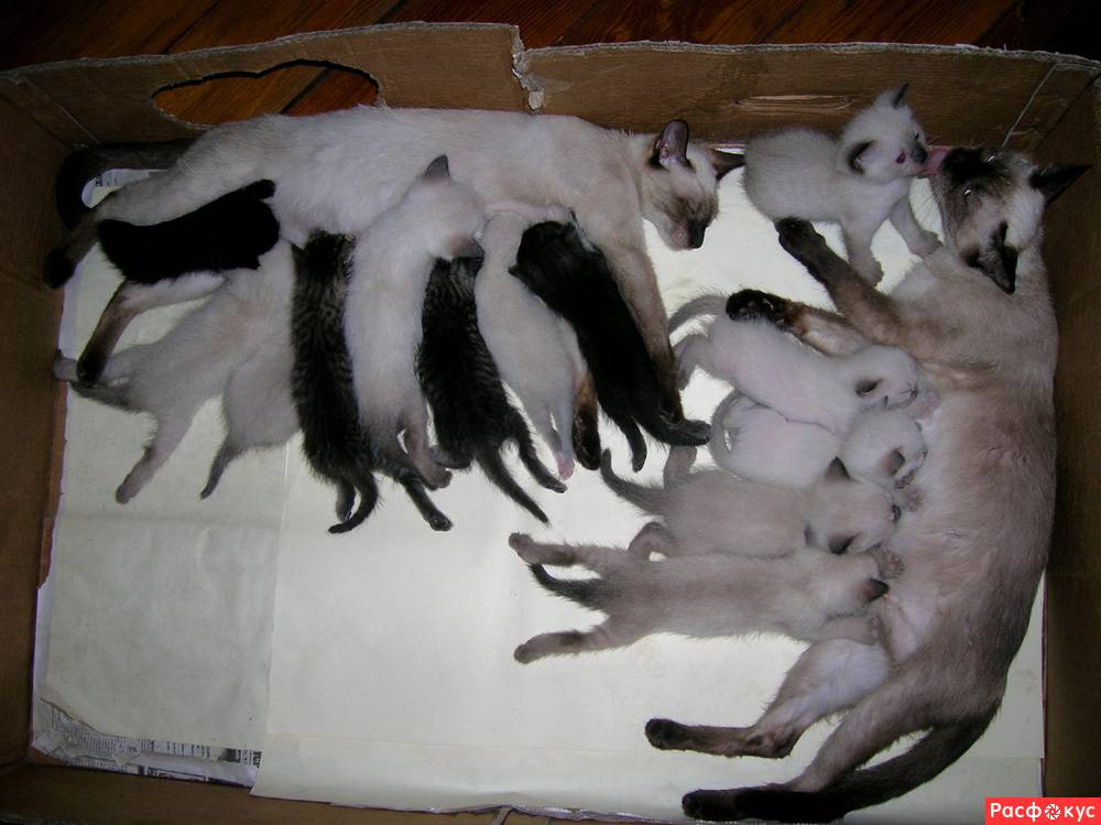 Могут ли у кошки родиться. Сиамские котята Новорожденные. Новорожденные котята сиамской кошки. Сиамские котята рождаются. Тайские котята Новорожденные.