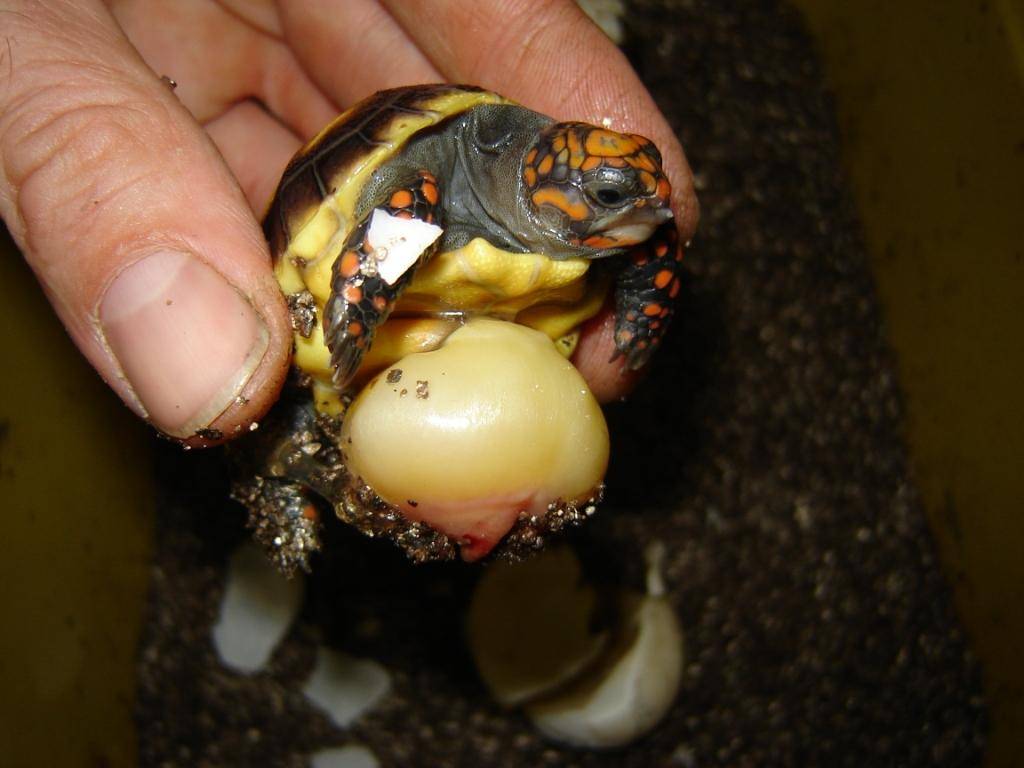Красноухая черепаха откладывает яйца. Красноухая черепаха. Новорожденные Черепашки красноухие. Яйца красноухой черепахи. Красноухая черепаха когти.