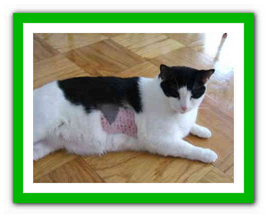Кошка после антибиотиков. Пищевая аллергия у котов. Аллергическая реакция у кошек.