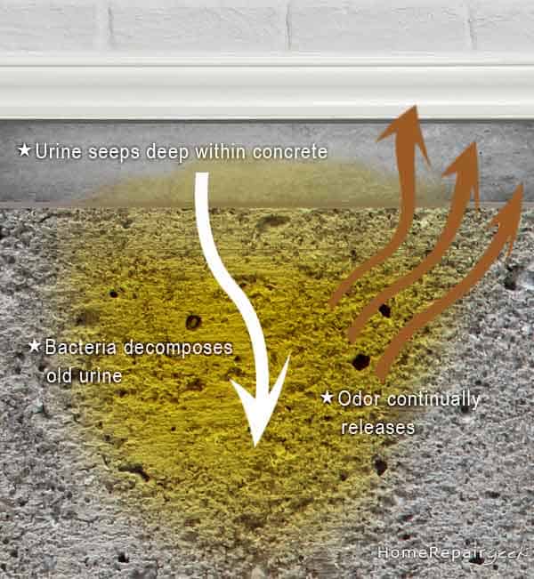Urea from dog or cat pee goes into concrete, breaks and releases smelly odors
