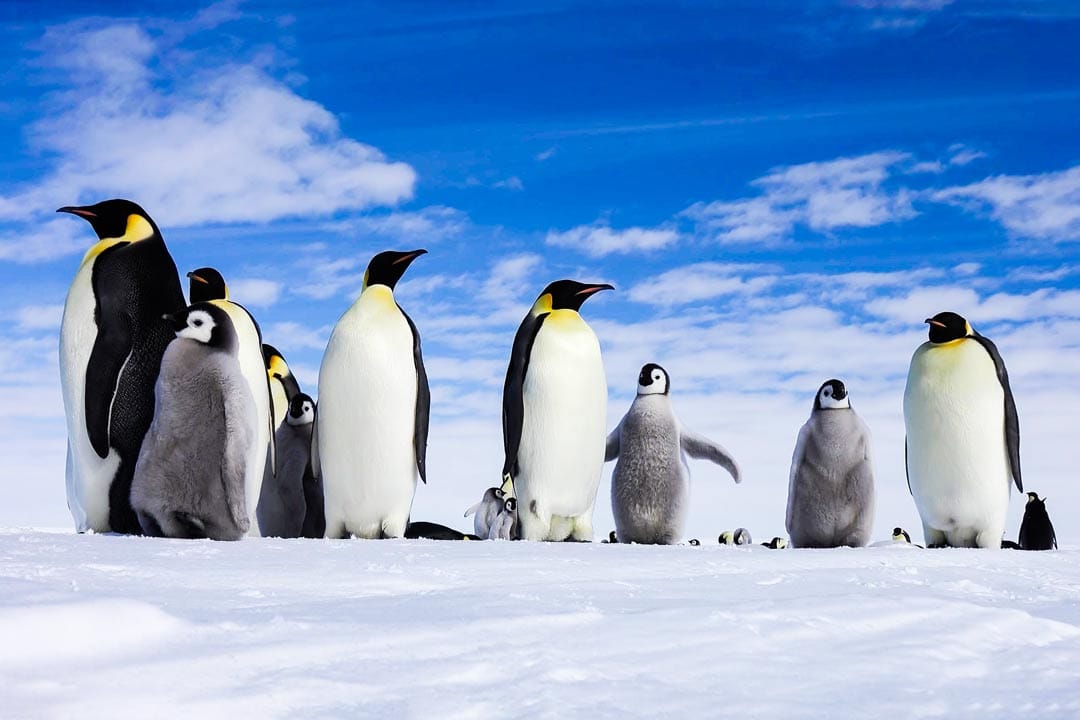 сбор пингвинов