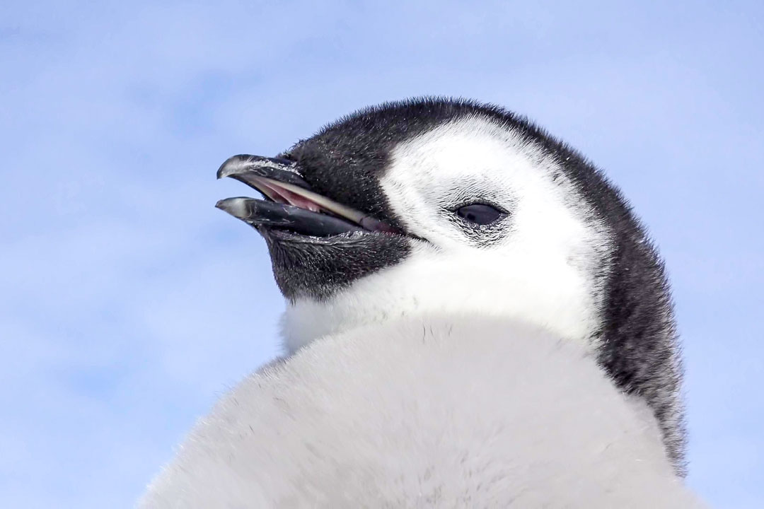 клюв пингвина