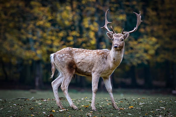 How long do deer live?
