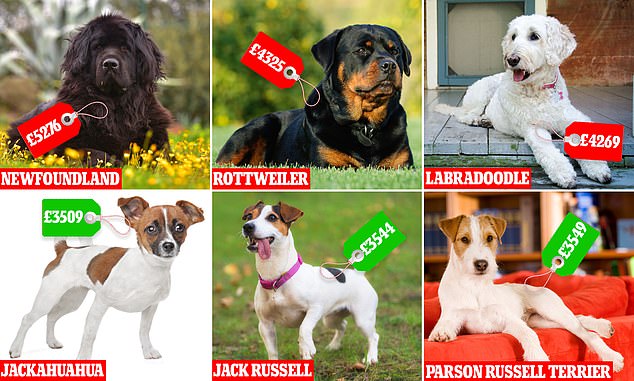 Small: Jackahuahua dogs are the cheapest on average for owners - costing £3,509 a year