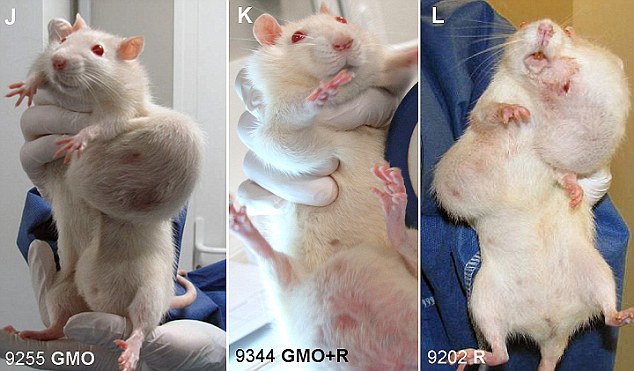 The French team has released shocking images of tumours in mice caused by exclusively eating GM corn. However, the research has been criticised as being of 