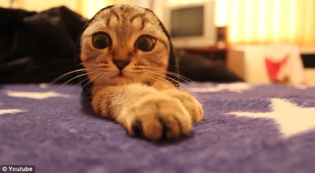 Awww-some: The kitten reaches out towards the camera