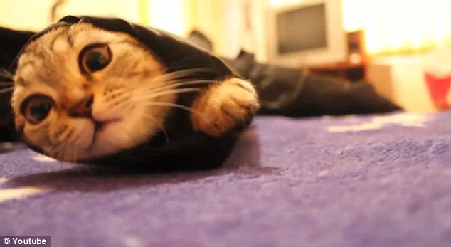 The person filming the adorable cat tries to coax it out