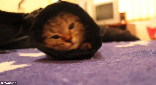 The kitten crawls towards the sleeve entrance