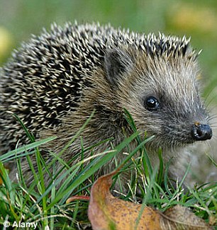 Hedgehogs are mostly nocturnal and can see ultraviolet light
