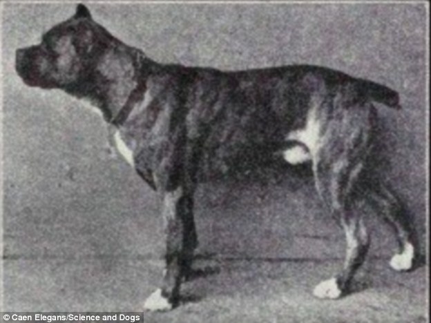 Boxers are successors of the extinct bullenbaiser breeds, which was a cross of mastiff, bulldog and, some suggest, a Great Dane and terrier. Today’s Boxer has a shorter face with a larger mouth that slightly points upwards, which has been known to host numerous problems