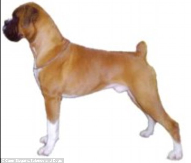 Today’s Boxer (pictured) has a shorter face with a larger mouth that slightly points upwards, which has been known to host numerous problems. Thi