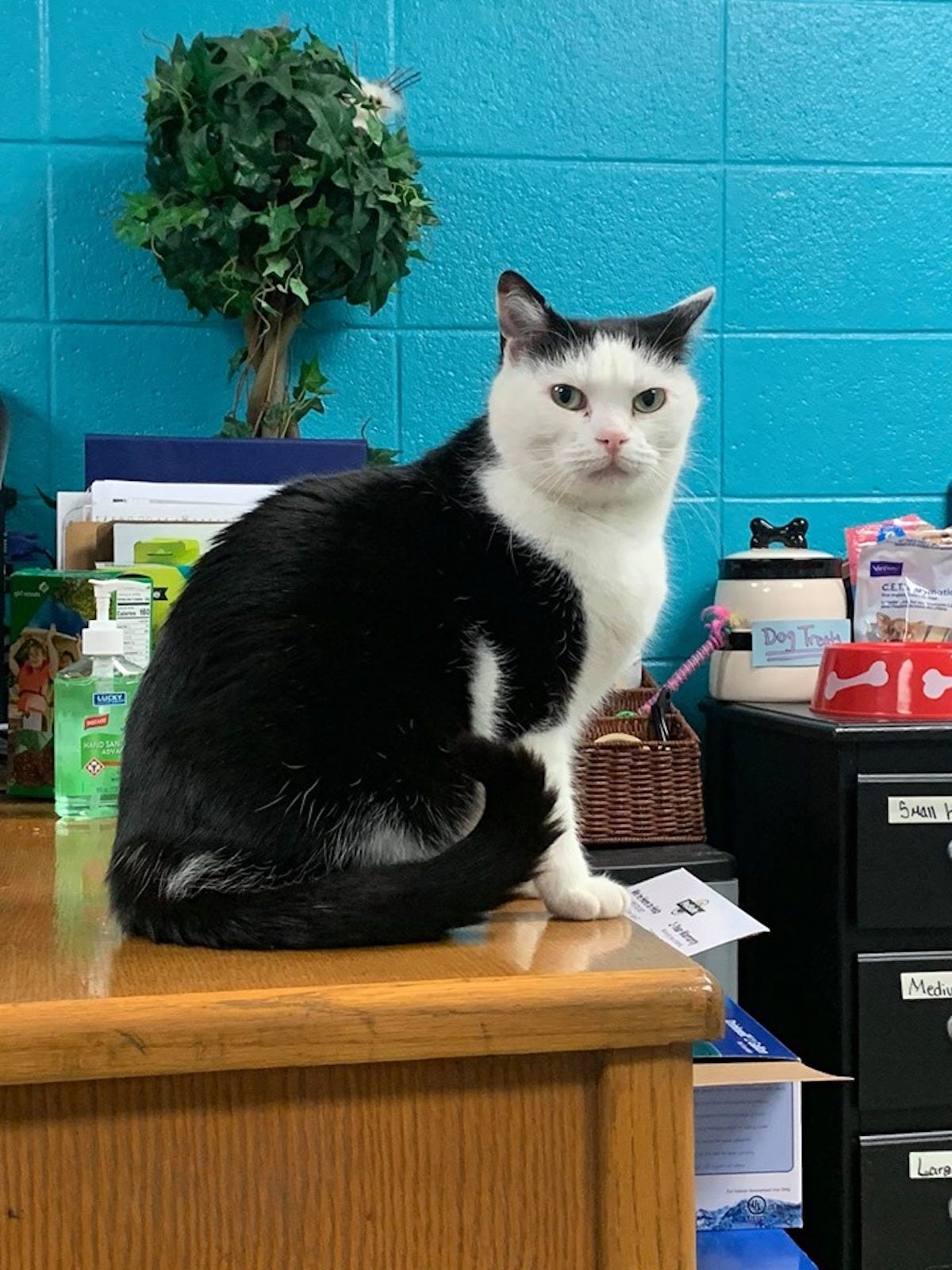 рыба голубая коя. карп кои красный. коих много. коих много. карпы кои.