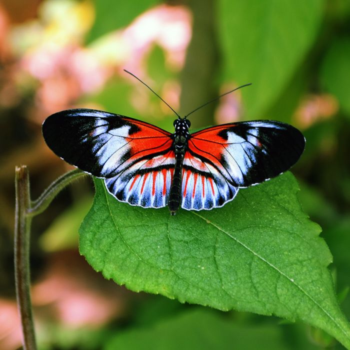 Бабочки россии фото с названиями и описанием
