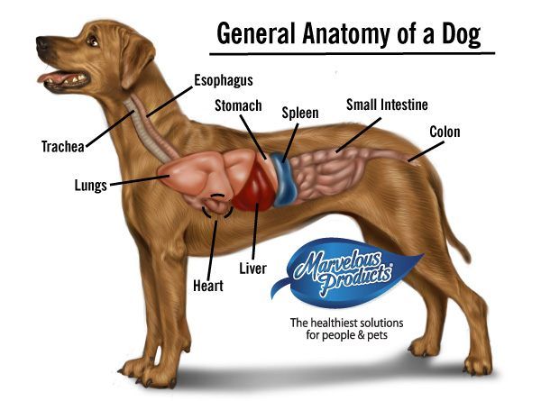 Где находится собака. Селезенка собаки анатомия. Топография печени собаки. Расположение печени у собаки.