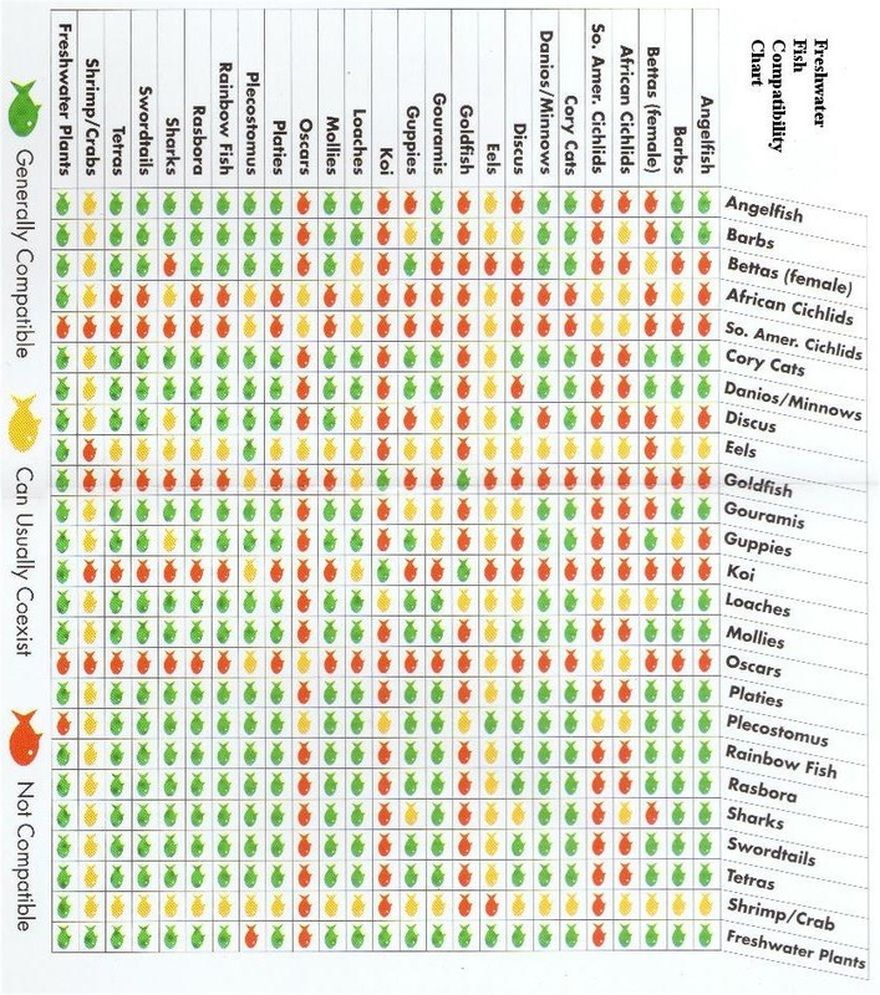 Аквариумная совместимость. Таблица совместимости пресноводных аквариумных рыб. Таблица уживаемости аквариумных рыбок. Лабео рыбка совместимость таблица. Таблица совместимости пресноводных аквариумных рыбок.