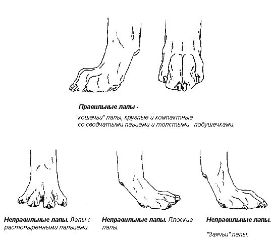 Вид лап. Правильная постановка пясти у собак. Пясть у собаки правильная. Слабые пясти у собак немецкой овчарки. Правильная постановка задних лап у лабрадора.