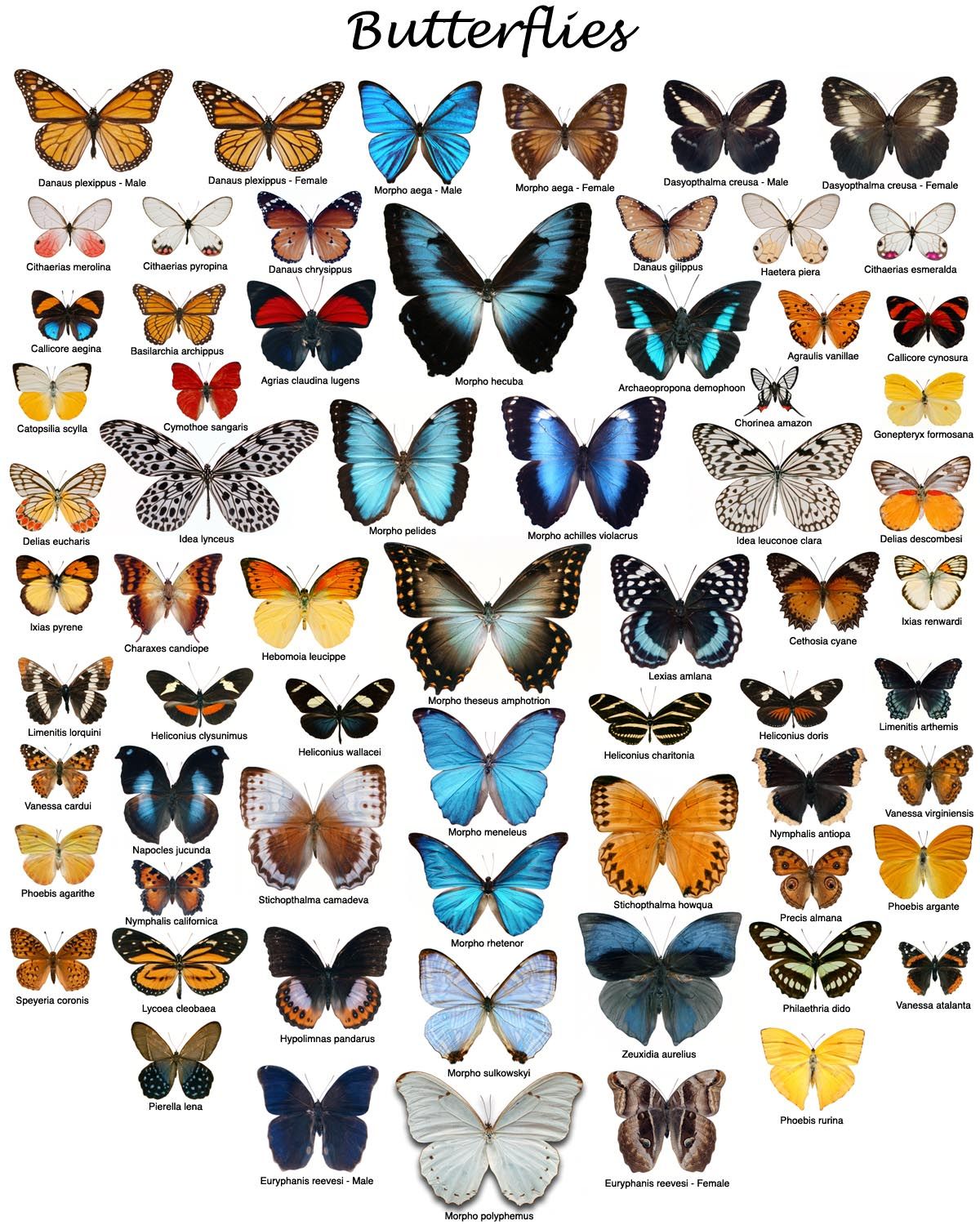 Виды бабочек на урале фото с названиями